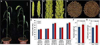 Genome-Wide DNA Polymorphism Analysis and Molecular Marker Development for the Setaria italica Variety “SSR41” and Positional Cloning of the Setaria White Leaf Sheath Gene SiWLS1